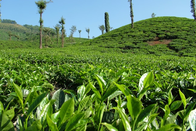 Tea crop growing on a hillside plantation